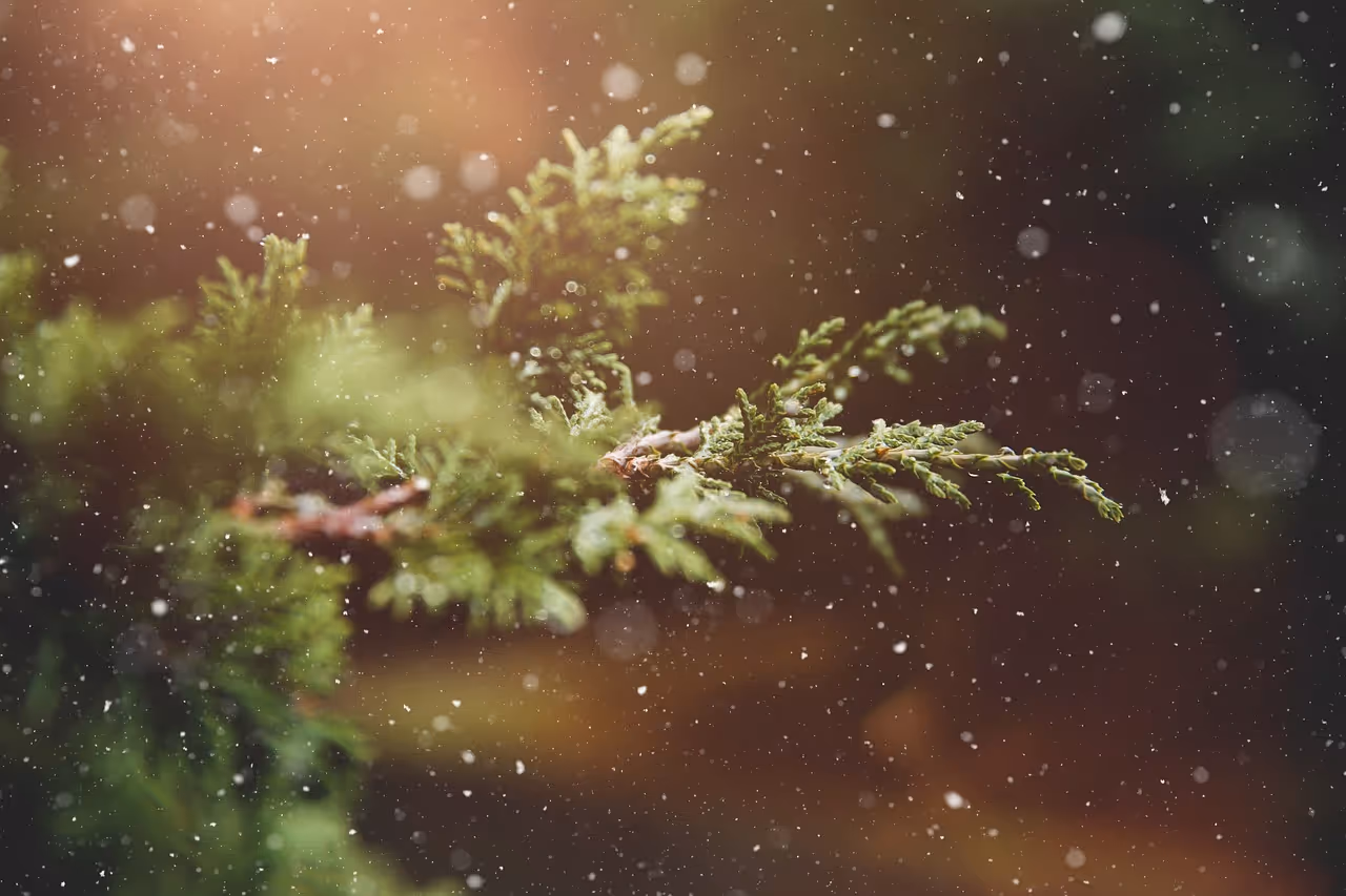 Phoenix Christmas celebrations and holiday events